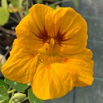 plants de fleur ornamentale