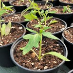 Plant de légume bio tomate courgette chou dans les pyrénées atlantiques